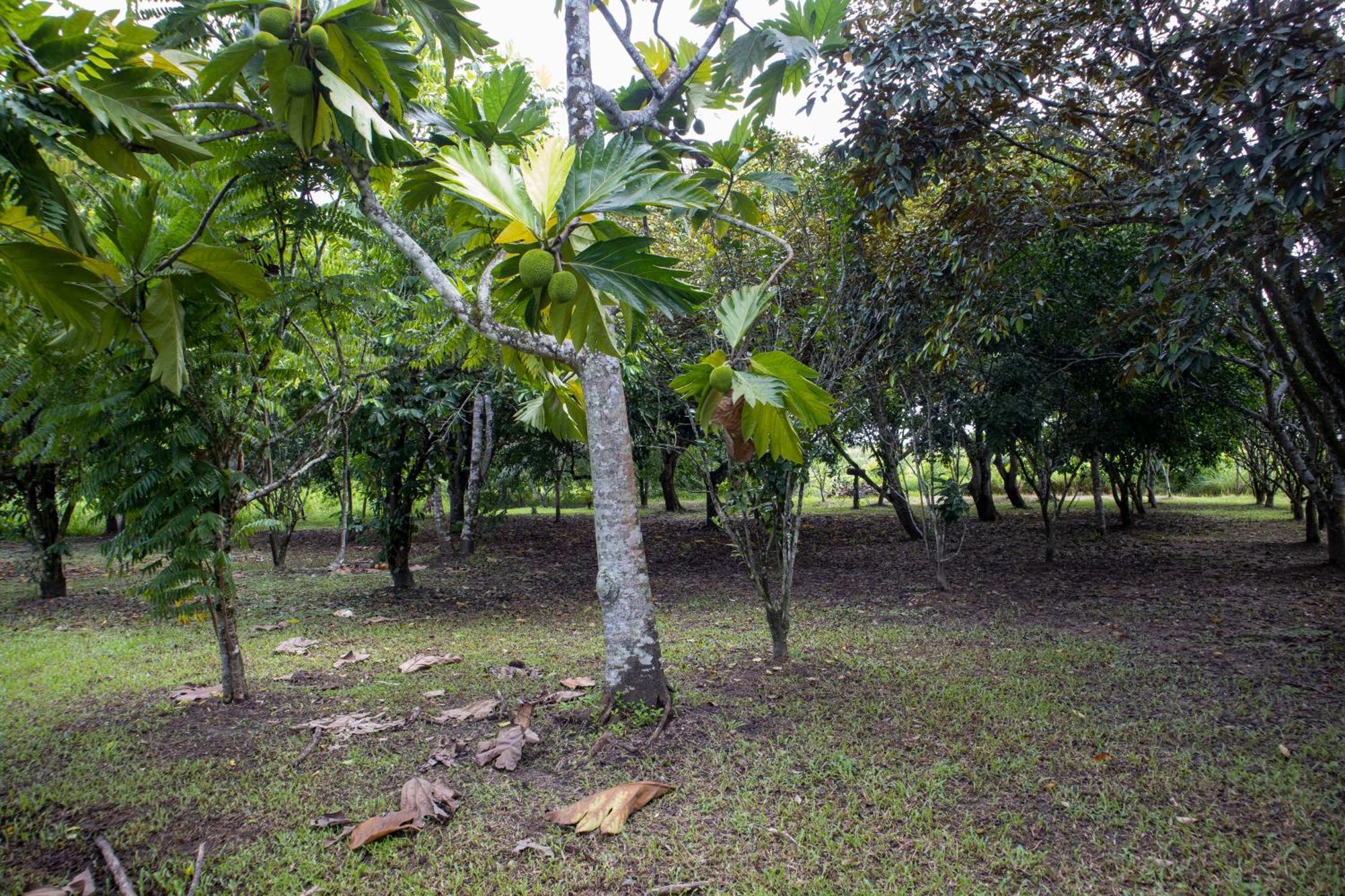 Sabajo Appartement Verhuur Paramaribo Zewnętrze zdjęcie